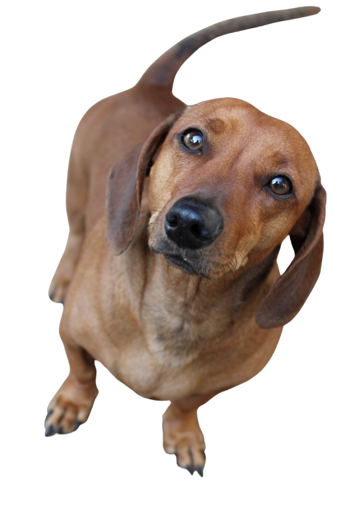 Daschund