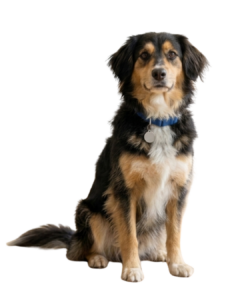 Mixed Breed Dog